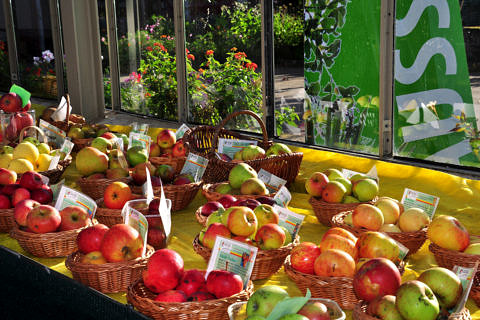 Verschiedene Apfelsorten in Körben auf einem Tisch.