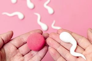 Modelle einer Eizelle und Spermium