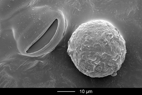 Mikroskopaufnahme eines Weinblattes mit einer Mikrokapsel.