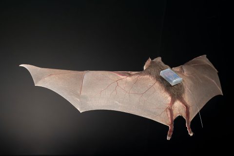 Eine Fledermaus mit Sensor.