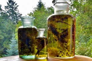 Large glass containers filled with liquid and herbs.