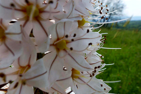 Eremurus-Blüten