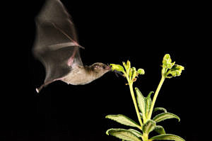 Fledermaus und Pflanze