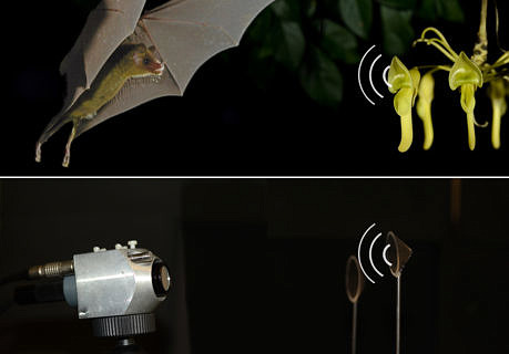 Fledermaus-, Blumen und Sonarsystem und -reflektor