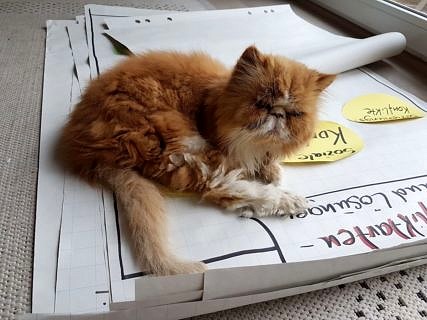 Katze sitzt auf Flipchartpapier