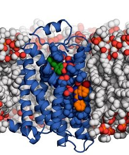 Kristallstruktur des β2-Adrenozeptors