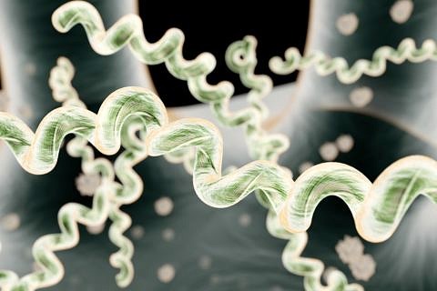 3D-Rendering, Borreliose