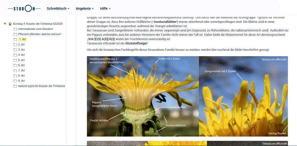 Botanische Fachbegriffe an Löwenzahnfotos