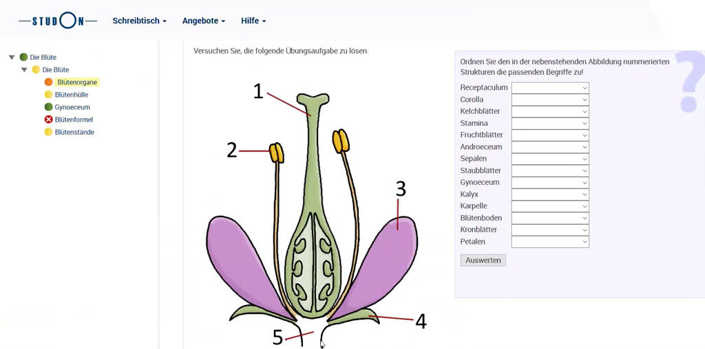 Übungsaufgabe Blüten-Begriffe