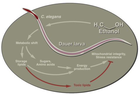 Grafik, die erklärt, wie sich der Alkohol auf die Nematoden auswirkt