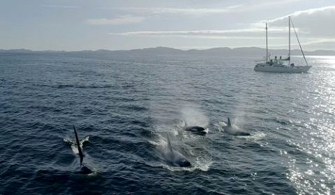 5 Orcas im Meer mit Boot im Hintergrund