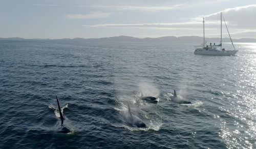 5 Orcas im Meer mit Boot im Hintergrund