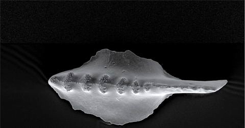 Eine rasterelektronenmikroskopische Aufnahme eines dentalen Plattformelements aus der Conodont-Gattung Sweetognathus