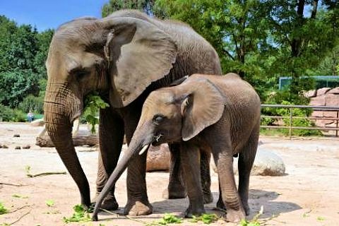 Zwei Elefanten in einem Zoo.