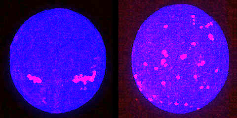 Räumliche und zeitliche Verteilung von Urkeimzellen (rot gefärbt) in Zebrafischembryonen. Normalerweise wandern die Zellen mit Hilfe eines in der Umgebung produzierten Lockstoffs zielgerichtet und koordiniert durch den sich entwickelnden Embryo und erreichen die Regionen, in denen sich die Geschlechtsorgane bilden (links). Bei Abwesenheit des Lockstoffrezeptors verteilen sich die Zellen anders (rechts). Betrachtet man wie hier nur einen Zebrafisch, scheint darin kein Muster vorzuliegen.