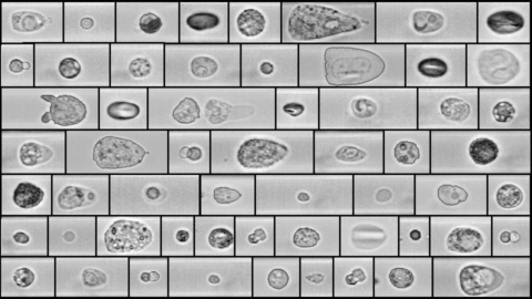 Mikroskop-Aufnahmen verschiedener Zellen.