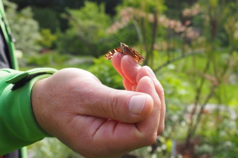 Schmetterling sitzt auf Hand