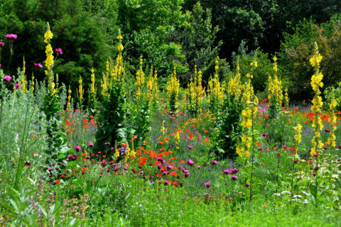 Der Aromagarten der FAU feiert 2021 sein 40-jähriges Bestehen. (Bild: FAU/Walter Welß)