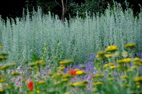 Der Aromagarten der FAU feiert 2021 sein 40-jähriges Bestehen. (Bild: FAU/Walter Welß)