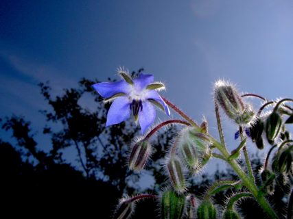 Der Aromagarten der FAU feiert 2021 sein 40-jähriges Bestehen. (Bild: FAU/Walter Welß)