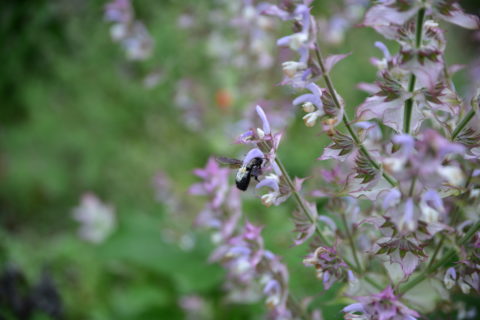 Der Garten beherbergt auch eine Vielzahl von Insekten. (Bild: FAU/Deborah Pirchner)