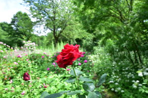 Rose im Aromagarten