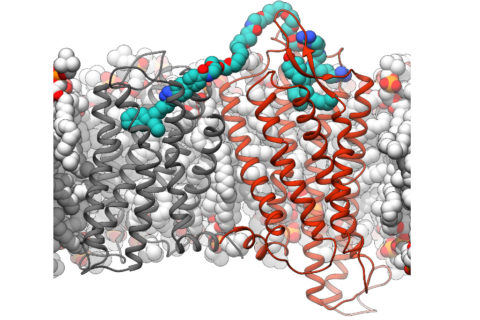 Computermodell eines bivalenten Liganden in einem Dopamin-Neurotensinrezeptor-Dimer