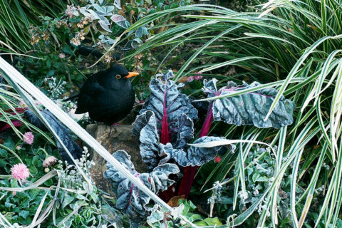 Wintervogel in gefrorenem Grünzeug