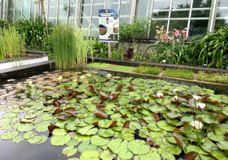 Plakat im Botanischen Garten der FAU hinter Teich mit Seerosen