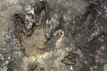 Versteinerter Fußabdruck in Stein
