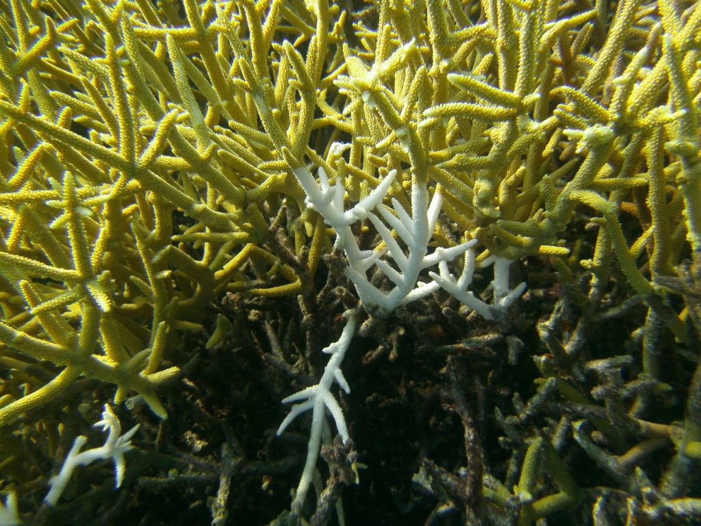 gelbe Korallen, darunter aber auch bleiche Korallen