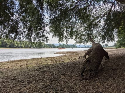 Die Danuvina alacris bei Stephanposching. (Bild: FAU/Alexander Hilverda)