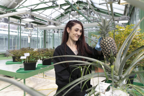 Eine Frau steht in einem Gewächshaus und hält eine Ananas in der Hand.