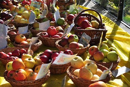 Äpfel auf langem Tisch ausgestellt