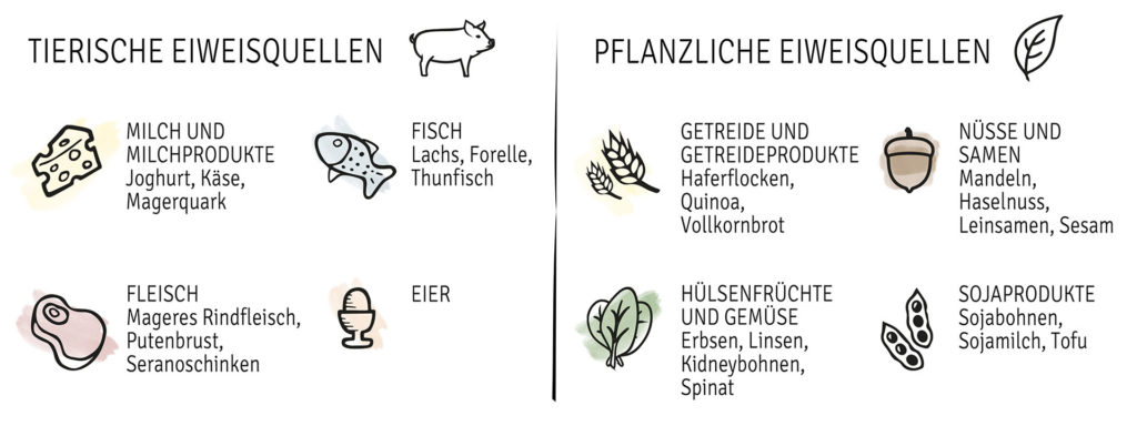 Die Grafik zeigt tierische und pflanzliche Proteinquellen: Milch und Milchprodukte (Joghurt, Käse, Magerquark), Fisch (Lachs, Forelle, Thunfisch), Fleisch (Mageres Rindfleisch, Putenbrust, Seranoschinken), Eier, Getreide und Getreideprodukte (Haferflocken, Quinoa, Vollkornbrot), Nüsse und Samen (Mandeln, Haselnuss, Leinsamen, Sesam), Hülsenfrüchte und Gemüse (Erbsen, Linsen, Kidneybohnen, Spinat) und Sojaprodukte (Sojabohnen, Sojamilch, Tofu).