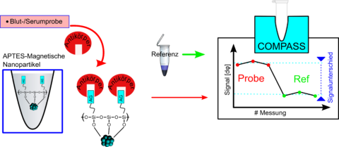 Wenn Antikörper Pirouetten drehen Forschende aus Erlangen und Würzburg entwickeln zuverlässigen Schnelltest auf der Basis magnetischer Nanopartikel