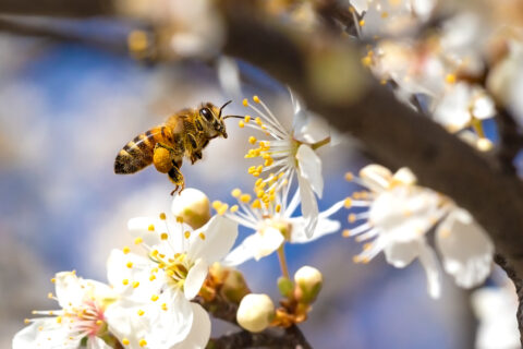 Biene fliegt zwischen Blüten. Foto: MPeev