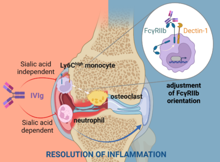Grafik Resolution of inflammation