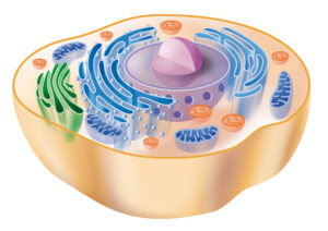 Grafik einer menschlichen Zelle.