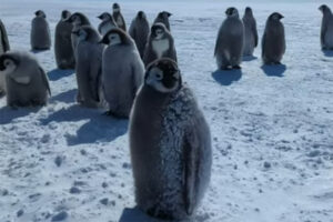 Pinguine