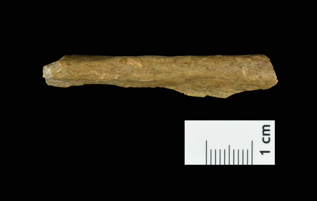 Menschliches Knochenfragment von der neuen Ausgrabung in Ranis. Foto: Tim Schüler, TLDA 