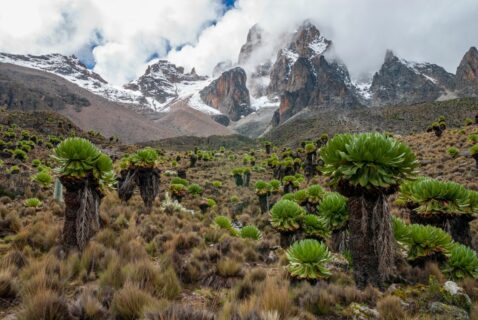 Giant Groundsels with Mount Kenya in the clouds