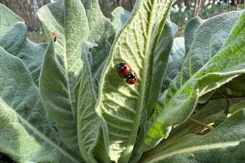 Zum Artikel "Aromagarten: Saisonstart am 1. April"