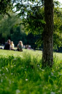 Blick ins grüne Gras, Picknick und Baumstamm, Frühlingsatmosphäre