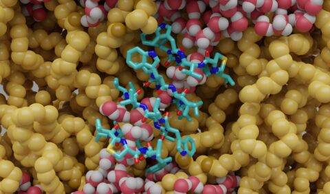 Zum Artikel "Direkt in der Nase: Antimikrobielles Peptid bekämpft Bakterien"
