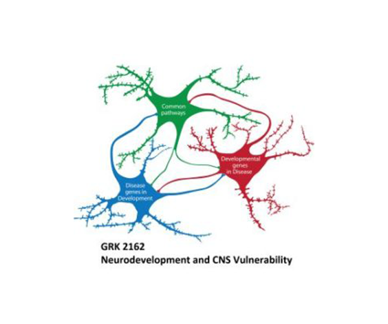 Logo neurodevelopment cns vulneraability