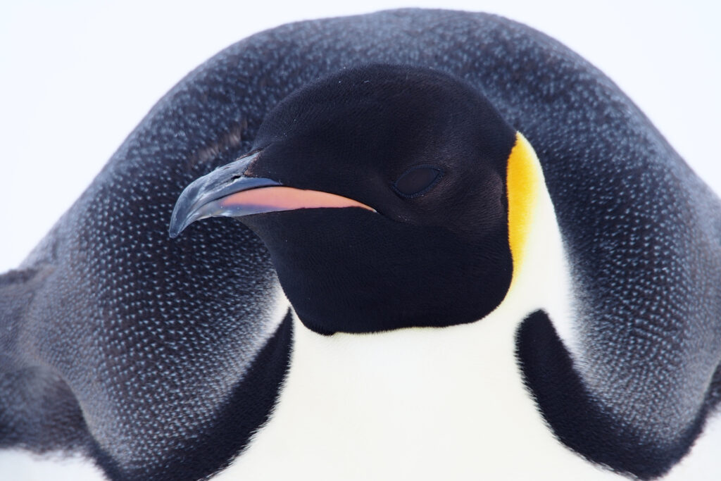Nahaufnahme eines Kaiserpinguins.