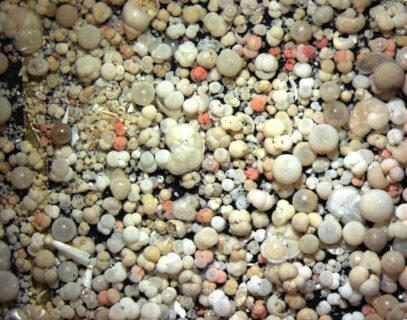 Mikrofossilien wie diese Foraminiferen geben Hinweise, wie sich die Biodiversität in vergangenen Zeiten verändert hat. Bild MARUM − Zentrum für Marine Umweltwissenschaften; Universität Bremen