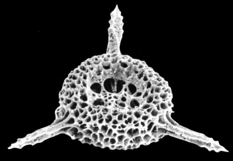 Radiolarie aus dem Jura der Antarktischen Halbinsel (Bildbreite 2 Millimeter): Solche Strahlentierchen beleben den Ozean seit 500 Millionen Jahren und erreichen auch heute noch große Häufigkeiten. Bildnachweis: FAU/Wolfgang Kießling