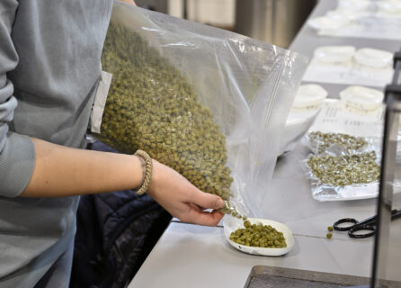 Parallel wird der Hopfen vorbereitet und abgewogen. Je nach Rezept werden unterschiedliche Hopfensorten verwendet. Nach dem Entfernen des Malzrohrs aus dem Braumeister, beginnt das Würzekochen, bei dem nach und nach der Hopfen zugefügt wird (kein Foto). (Bild: FAU/Harald Sippel)